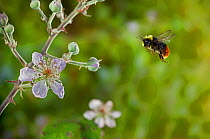 Early bumblebee (Bombus pratorum) flying to bramble flowers, UK