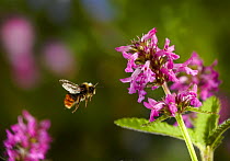 Early bumble bee (Bombus pratorum) flying to Betony flower, UK