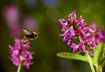 Early bumblebee (Bombus pratorum) flying to Betony flowers, UK