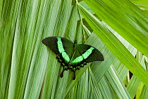 Emerald swallowtail butterfly (Papilio palinurus) captive, from SE Asia