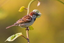 House sparrow (Passer domesticus) male perched, UK