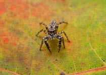 Jumping spider (Marpissa nivoyi) UK