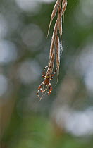 Marbled orb weaver spider (Araneus marmoreus) male on grass flower, UK