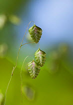 Common quaking grass (Briza media) seed heads, UK