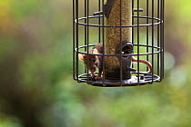 Brown rat (Rattus norvegicus) raiding garden bird feeder, UK, September