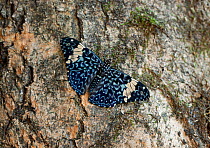 Red cracker butterfly (Hamadryas amphinome) on tree bark, captive, from central and south america