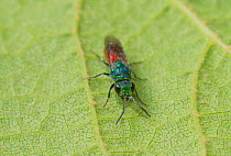 Ruby tailed wasp (Chrysis ignita) a parasitic wasp, UK