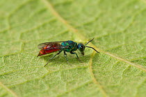 Ruby tailed wasp (Chrysis ignita) a parasitic wasp, UK
