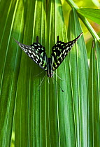 Tailed jay butterfly (Graphium agamemnon) Malaysia