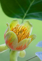 Tulip tree flower (Liriodendron tulipifera), UK, June