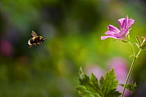 White tailed bumblebee (Bombus lucorum) flying to Geranium flower, UK
