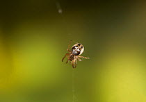 Juvenile Lesser garden spider (Meta segmentata) on web, UK