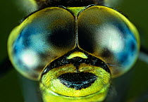 Compound eyes of Southern hawker dragonfly (Aeshna cyanea) UK