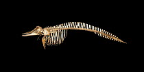 Bottlenose dolphin (Tursiops truncatus) skeleton from 1890, Zoological Museum of Coimbra University, Portugal