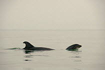 Two Bottlenose dolphins (Tursiops truncatus) new born calf and mother porpoising, Sado Estuary, Portugal, August