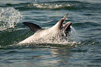 Bottlenose dolphin (Tursiops truncatus) catching a Flathead mullet (Mugil cephalus) Sado Estuary, Portugal, July