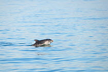 New born Bottlenose dolphin (Tursiops truncatus) calf porpoising, Sado Estuary, Portugal, July