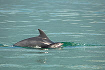 Two Bottlenose dolphins (Tursiops truncatus) new born calf and mother porpoising, Sado Estuary, Portugal, July