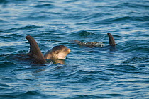 Three Bottlenose dolphins (Tursiops truncatus) porpoising, including new born calf and mother, Sado Estuary, Portugal, July