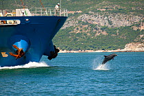 Bottlenose dolphin (Tursiops truncatus) leaping out of water in front of a cargo ship, Sado Estuary, Portugal, July