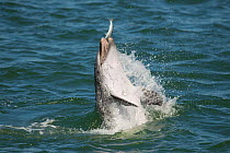 Bottlenose dolphin (Tursiops truncatus) catching a Flathead mullet (Mugil cephalus) Sado Estuary, Portugal, July