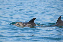 Three Bottlenose dolphins (Tursiops truncatus) porpoising including new born calf and mother, Sado Estuary, Portugal, July