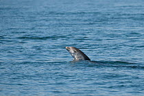 New born Bottlenose dolphin (Tursiops truncatus) calf porpoising, Sado Estuary, Portugal, July