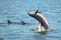 Bottlenose dolphins (Tursiops truncatus) leaping in mating rituals, Sado Estuary, Portugal, October