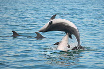 Bottlenose dolphins (Tursiops truncatus) leaping in mating rituals, Sado Estuary, Portugal, October