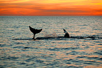 Two Bottlenose dolphins (Tursiops truncatus) tail flukes at sunset, Sado Estuary, Portugal, October