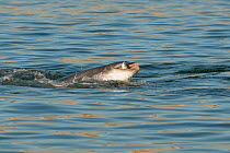Bottlenose dolphin (Tursiops truncatus) feeding on a Flathead mullet (Mugil cephalus) Sado Estuary, Portugal, November