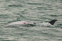 Bottlenose dolphin (tursiops truncatus) mating rituals, Sado Estuary, Portugal, August
