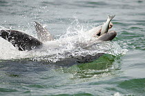 Bottlenose dolphin (Tursiops truncatus) catching a Flatheadmullet (Mugil cephalus) Sado Estuary, Portugal, May