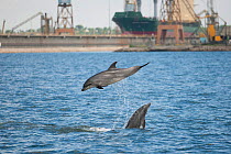 Two Bottlenose dolphins (Tursiops truncatus) one leaping, close to the industrial area in the north chanel of the river Sado, Sado Estuary, Portugal, May