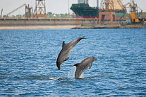 Two Bottlenose dolphins (Tursiops truncatus) jumping close the industrial area in the north chanel of the river Sado, Sado Estuary, Portugal, May