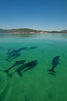A pod of Bottlenose dolphins (Tursiops truncatus) swimming into the Sado river, Portugal, July