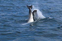 Bottlenose dolphins (Tursiops truncatus) mating ritual, Sado Estuary, Portugal, May