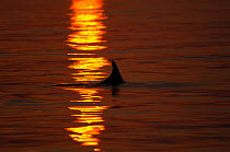Dorsal fin of Bottlenose dolphin (Tursiops truncatus) silhouetted at sunset, Sado Estuary, Portugal, November