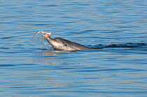 Juvenile Bottlenose dolphin (Tursiops truncatus) catching a Common octopus (Octopus vulgaris) Sado Estuary, Portugal, November