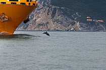 Bottlenose dolphin (Tursiops truncatus) leaping in front of a cargo ship, Sado Estuary, Portugal, September