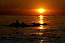 A pod of Bottlenose dolphins (Tursiops truncatus) porpoising, silhouetted at sunset, Sado Estuary, Portugal, November