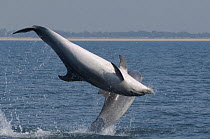 Bottlenose dolphins (Tursiops truncatus) leaping during mating ritual, Sado Estuary, Portugal, October