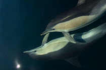 Common dolphins (Delphinus delphis) pair in mating ritual, Atlantic ocean, Portugal, October