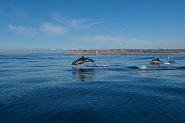 Common dolphin (Delphinus delphis) pod swimming along the Cape Espichel, Sado Estuary, Portugal, October