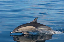 Common dolphin (Delphinus delphis) porpoising, Atlantic Ocean, Sado Estuary, Portugal, October