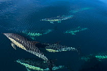 Common dolphins ( Delphinus delphis) swimming below the surface, Atlantic Ocean, Portugal, October