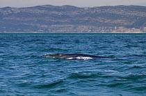 Minke whale (Balaenoptera acutorostrata) porpoising off the coast, Arrabida, Portugal, June