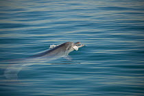 Bottlenose dolphin (Tursiops truncatus)  catching a Dover sole (Solea vulgaris) Sado Estuary, Portugal, October