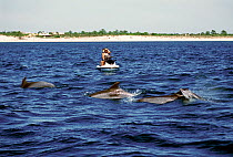 Jet skiers watching Bottlenose dolphins (Tursiops truncatus) porpoising, Sado Estuary, Portugal