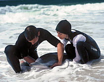 Two people helping a stranded Striped dolphin (Stenella coeruleoalba) in the surf, Troia, Sado Estuary, Portugal